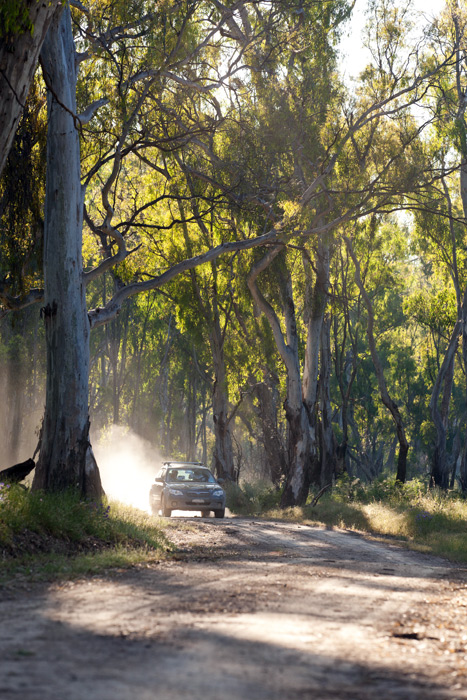 A Ranger In A National Park Is Driving At