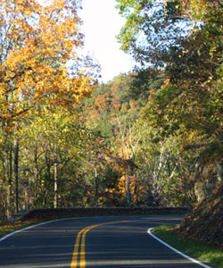 A Ranger In A National Park Is Driving At