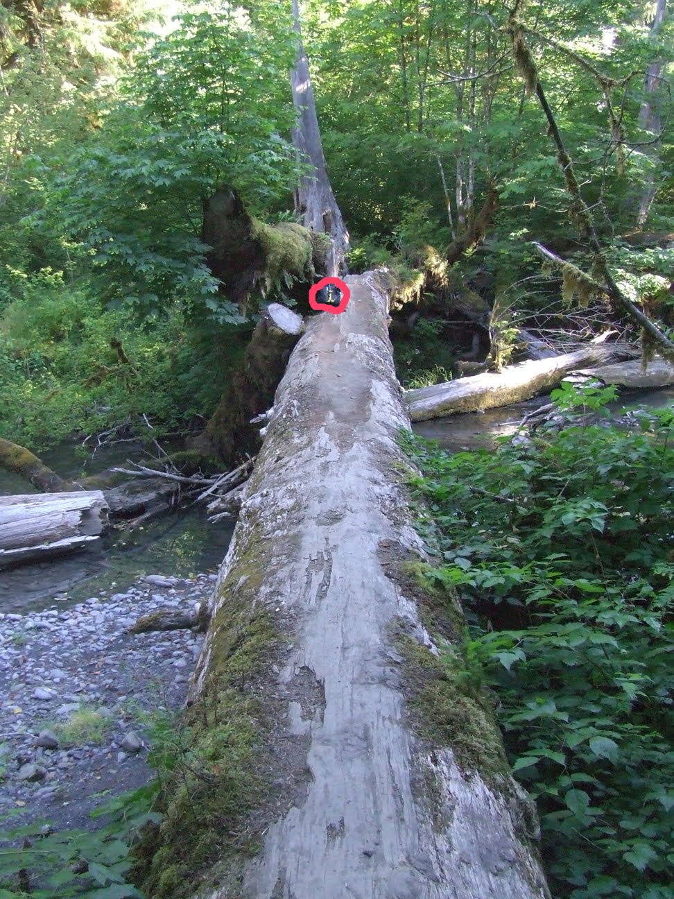 A Ranger Wants To Determine The Height Of A Tree Across A River