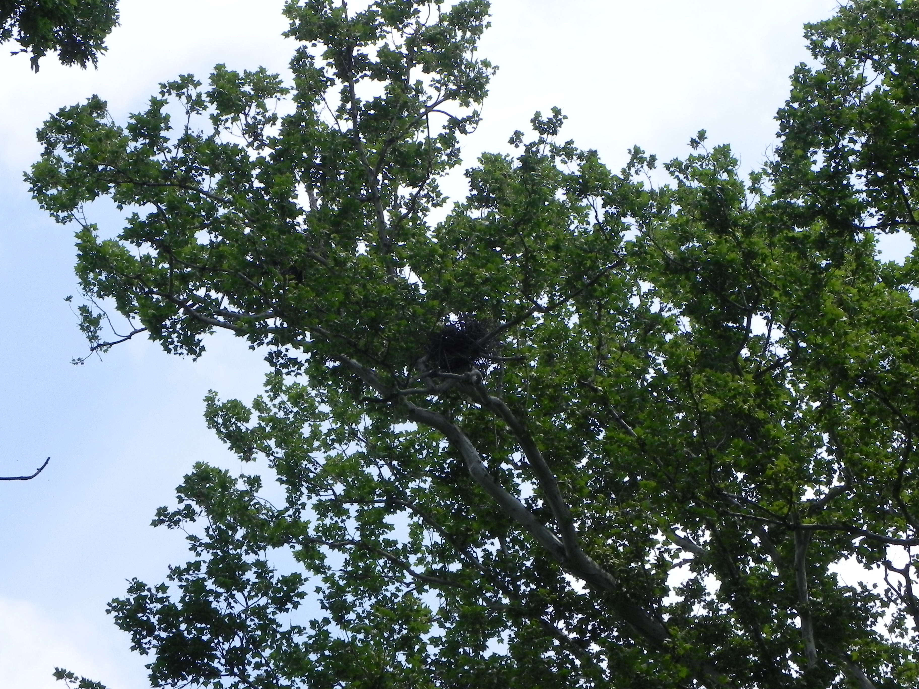 A Ranger Wants To Determine The Height Of A Tree Across A River