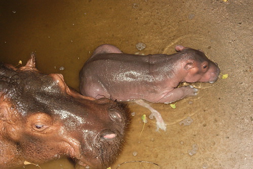 Pregnant Women Giving Birth In Water