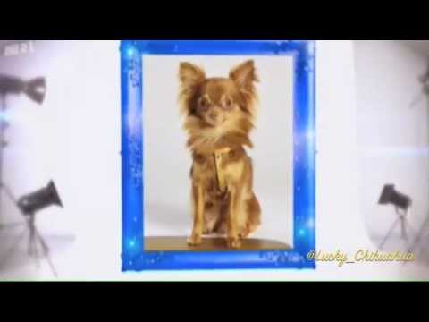 Top Dog Model 2012