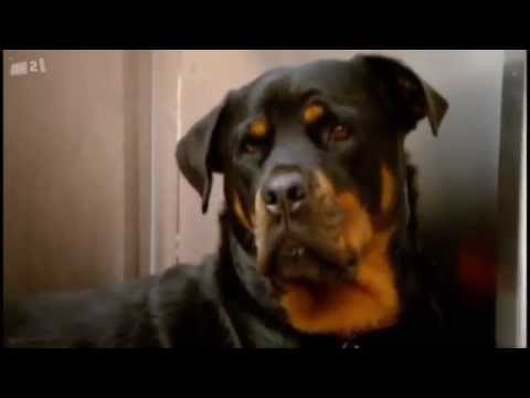 Top Dog Model 2012 Itv2