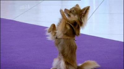 Top Dog Model Itv 2