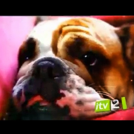 Top Dog Model Itv 2 Simba