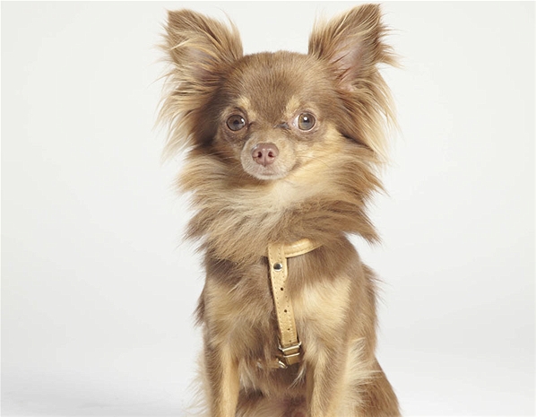 Top Dog Model Itv Simba