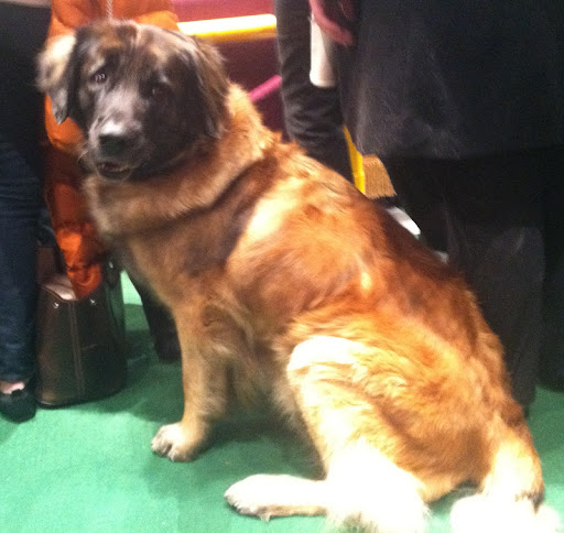 Top Dog Model Leonberger