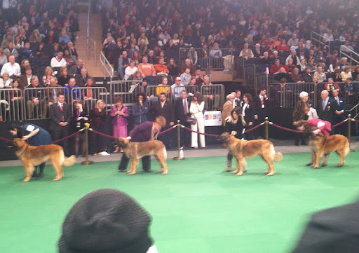 Top Dog Model Leonberger