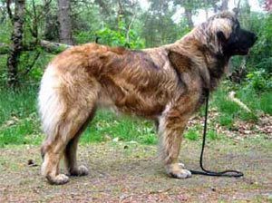 Top Dog Model Leonberger