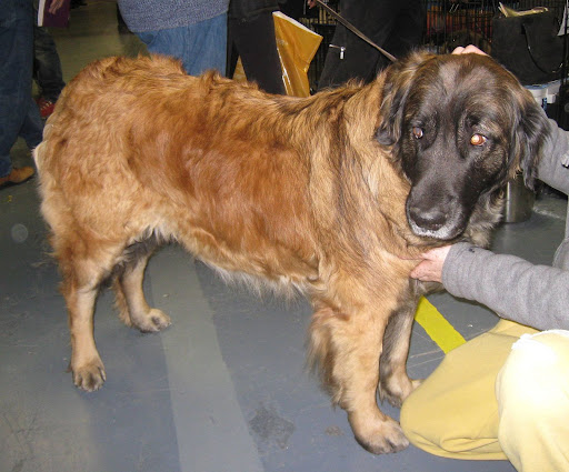 Top Dog Model Leonberger