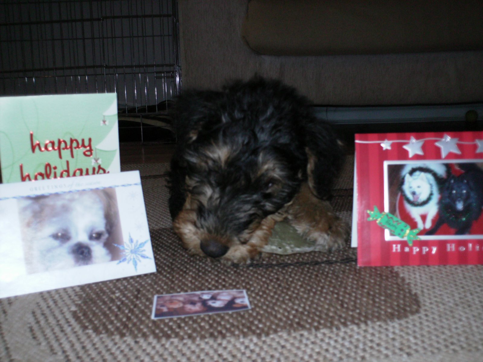 Top Dog Model Simba Get Well Soon Card