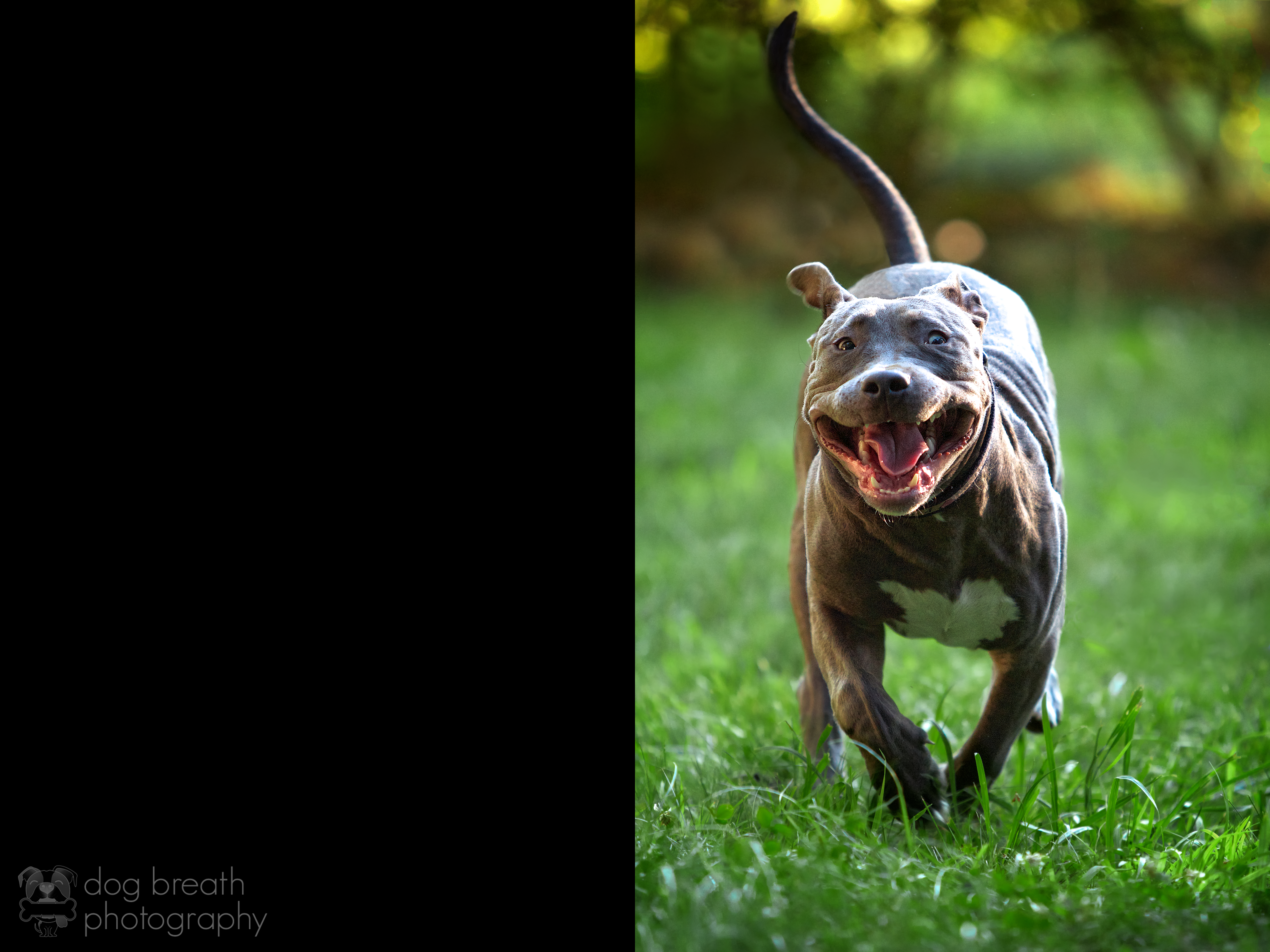 Top Dog Model Simba Get Well Soon Card