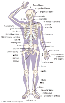 Women Body Parts Name