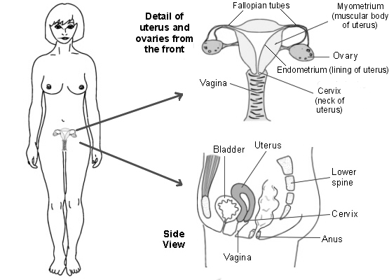 Women Body Parts Photos